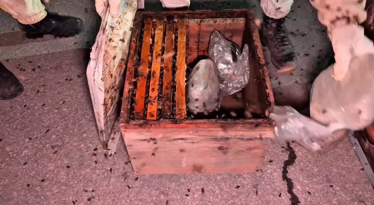 Yüksekova’da ballı uyuşturucu operasyonu: Kovanlardan 91 kilo uyuşturucu madde çıktı