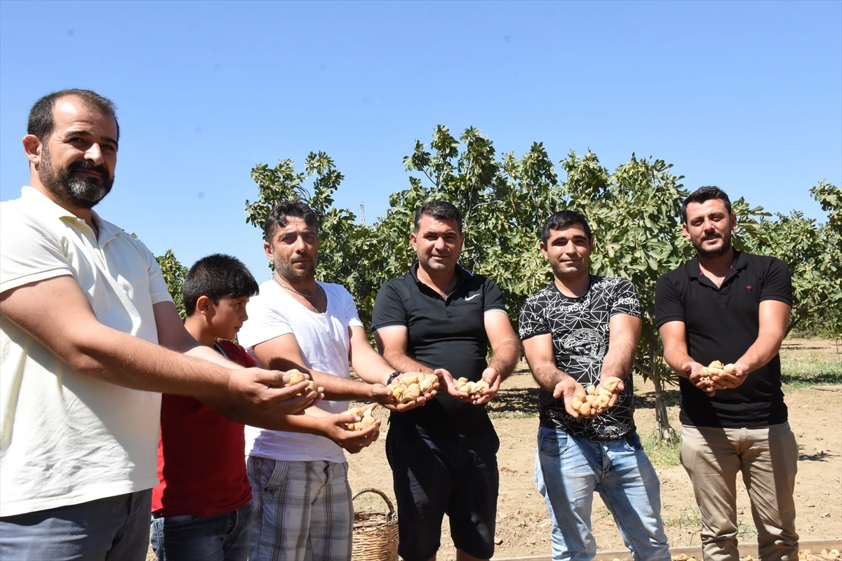 Aydın’da Kuru İncir Tezgahlarda Yerini Almaya Başladı