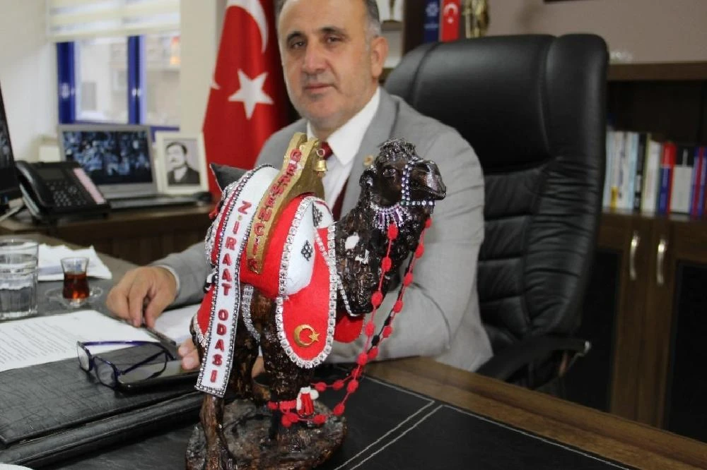 Korona Virüs, Hayvanlar Aleminde En Çok Develeri Etkiledi