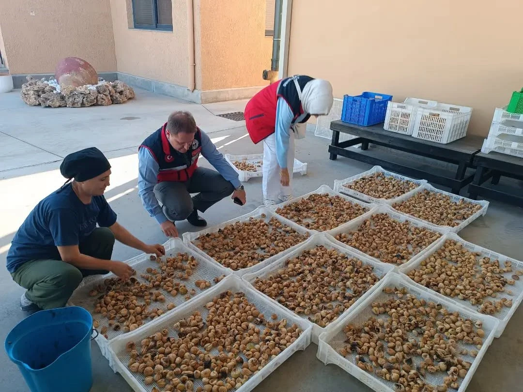 Aydın İncirinin Kalitesi için Denetimler Sürüyor