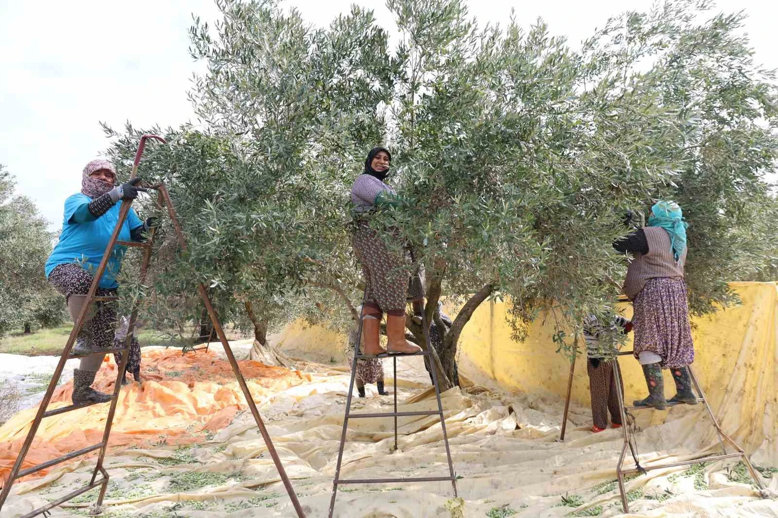 Aydın'da kadınlar zeytin tarağıyla sofralık zeytin hasadına başladı