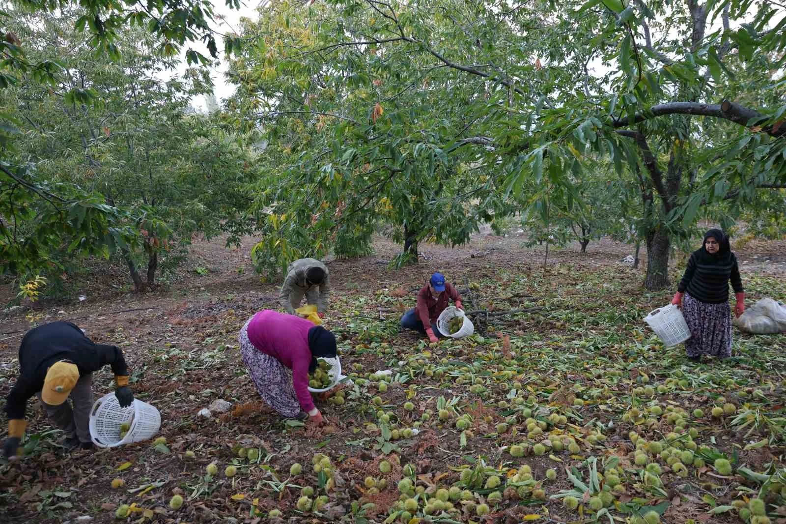 Aydın'da Kestane Hasadı Tamamlandı; 50 Bin Tonun Üzerinde Rekolte Bekleniyor