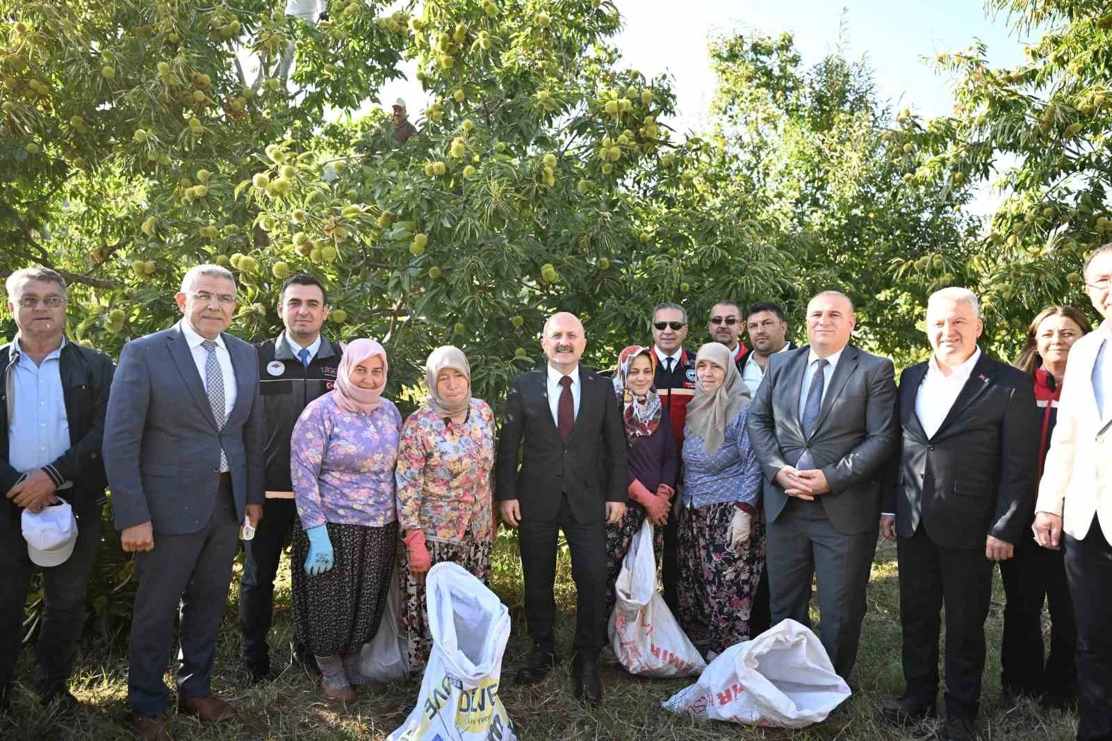 Aydın kestanesinde hasat sürüyor, üretimde Türkiye'de ikinci sırada