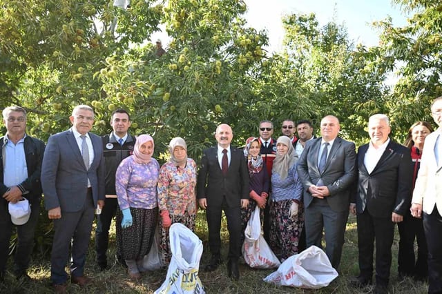 Aydın Kestanesinde Hasat Sürüyor, Üretimde Türkiye'de İkinci Sırada