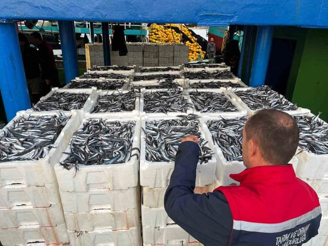 Didim'de Tarım ve Orman Ekipleri Hamsi Kota Denetimlerini Sürdürüyor